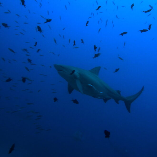File:Bull shark (Carcharhinus leucas) (23096642576).jpg - Wikimedia Commons
