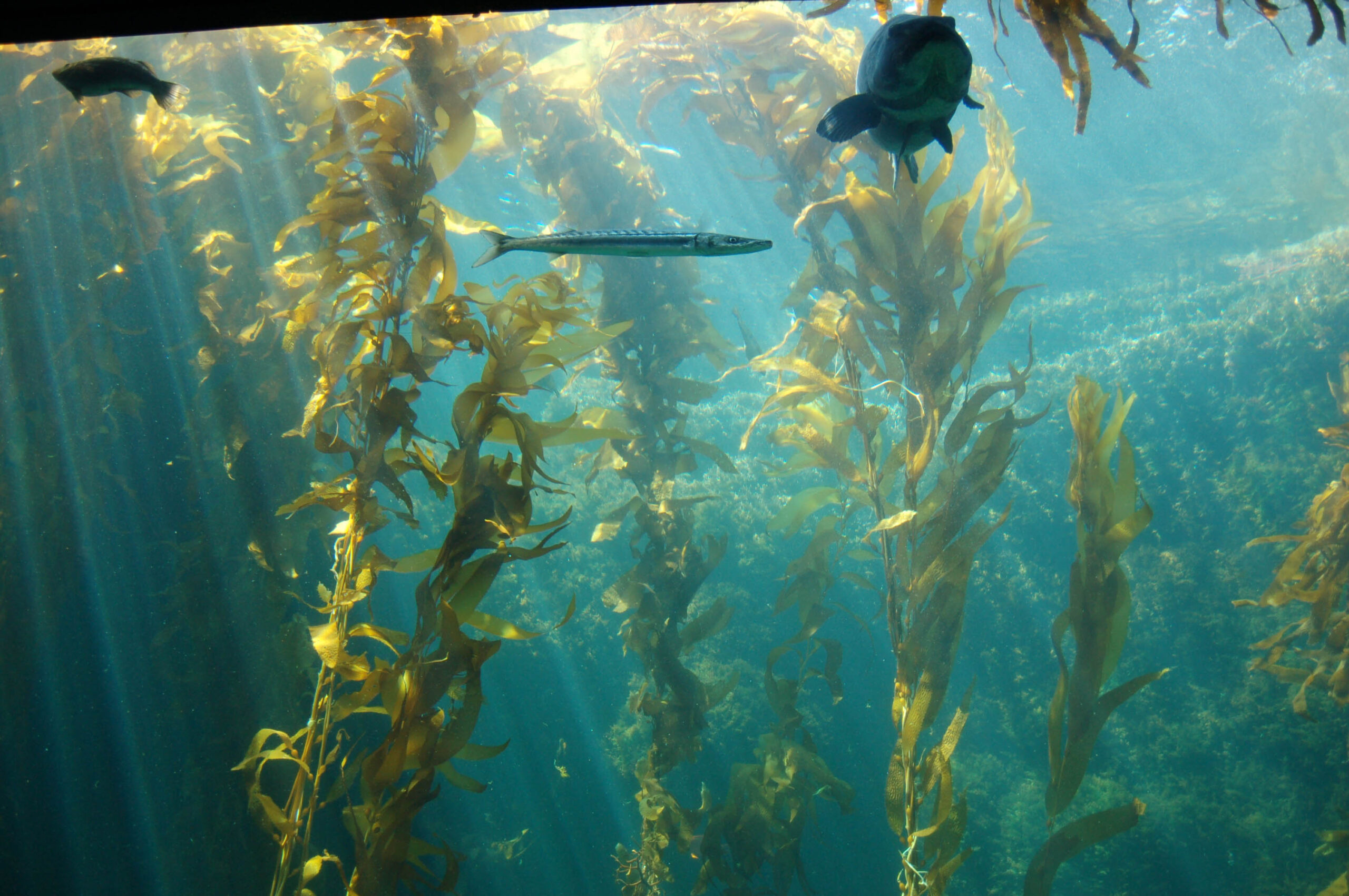 Discover the Majesty of Bull Kelp US Harbors