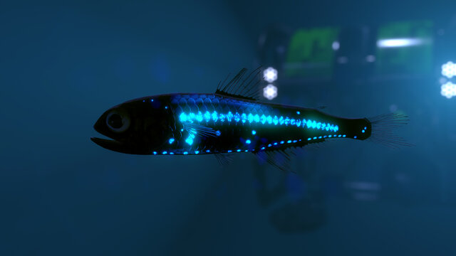Lantern Fish Images Browse