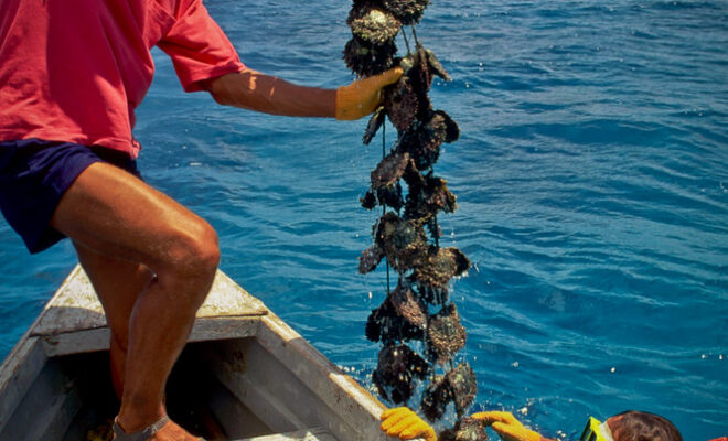 Fishermen harvest oysters