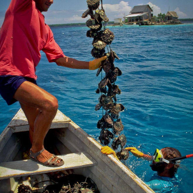 Fishermen harvest oysters