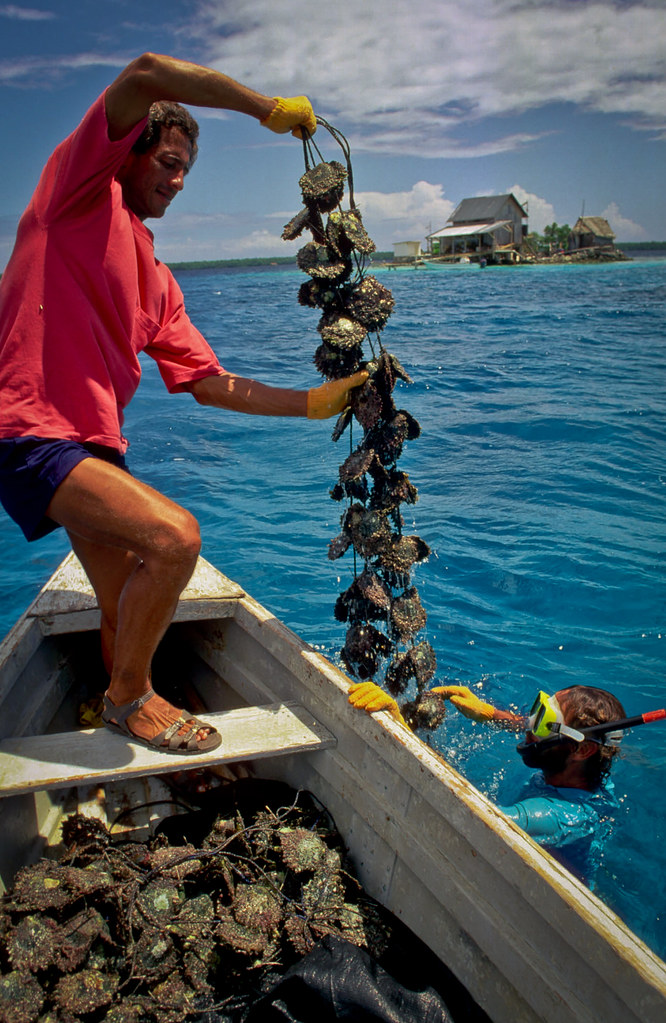Fishermen harvest oysters
