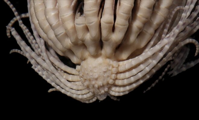 A zoomed in image of the Antarctic strawberry feather star, formally known as Promachocrinus fragarius. (via Emily McLaughlin, Nerida Wilson and Greg Rouse)