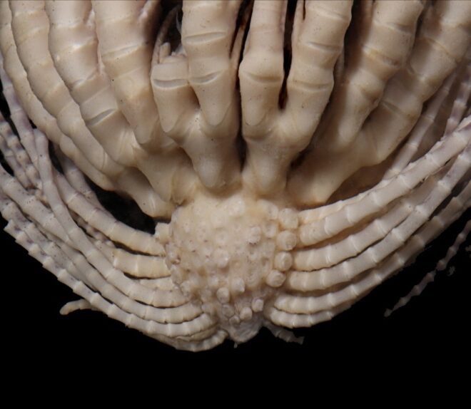 A zoomed in image of the Antarctic strawberry feather star, formally known as Promachocrinus fragarius. (via Emily McLaughlin, Nerida Wilson and Greg Rouse)