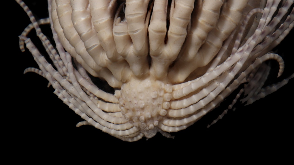 A zoomed in image of the Antarctic strawberry feather star, formally known as Promachocrinus fragarius. (via Emily McLaughlin, Nerida Wilson and Greg Rouse)