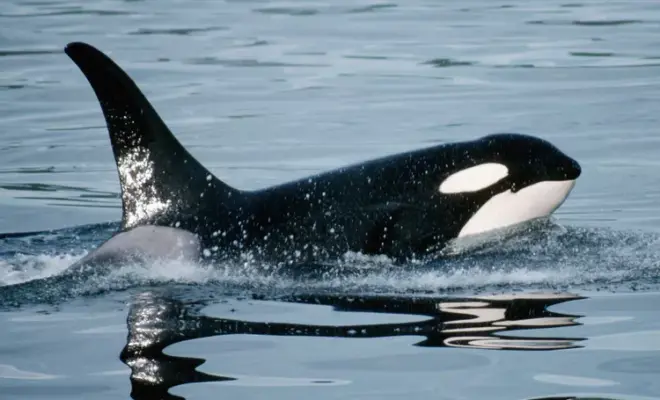 Stock image of orca whale . PHOTO: GETTY