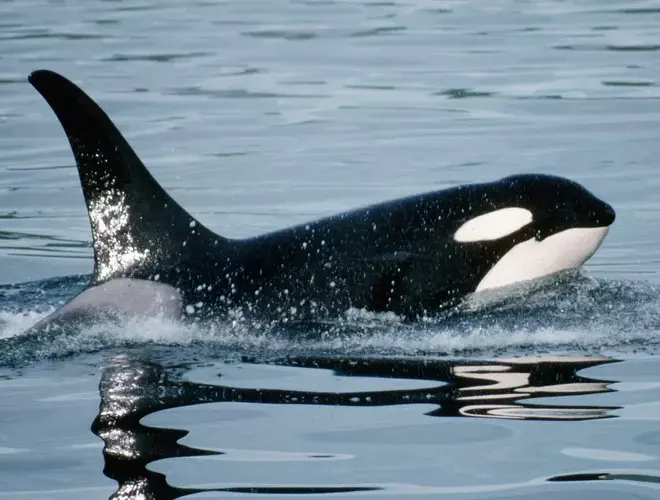 Stock image of orca whale . PHOTO: GETTY