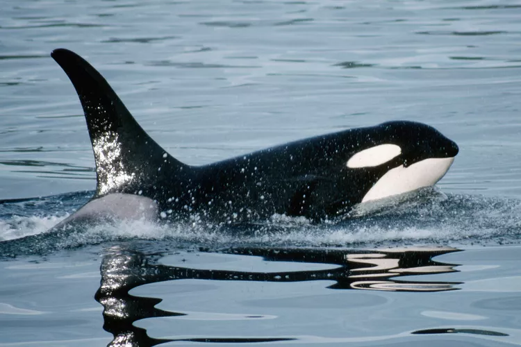 Stock image of orca whale . PHOTO: GETTY