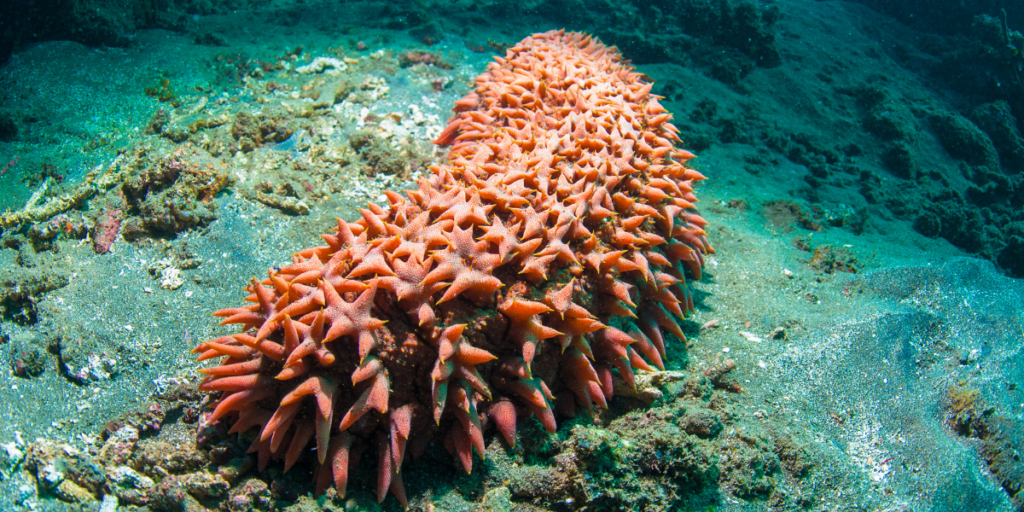 Sea cucumber. Image provided by Canvas.com