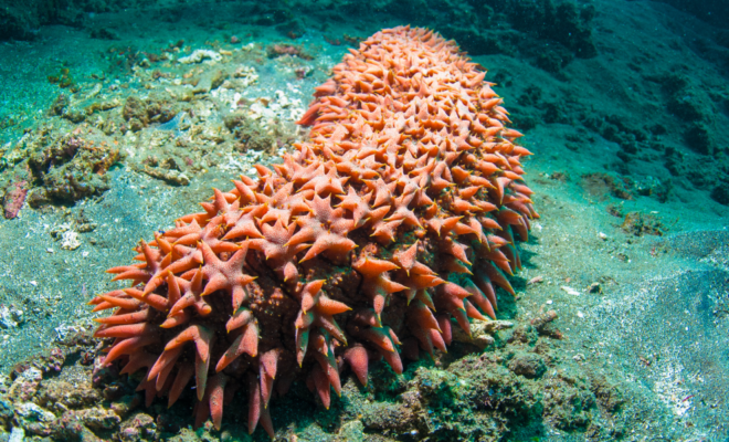 Sea cucumber. Image provided by Canvas.com