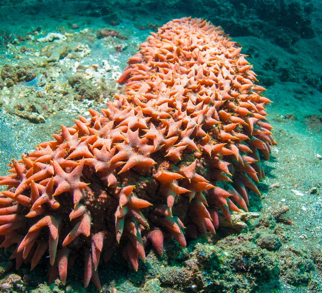 Sea cucumber. Image provided by Canvas.com
