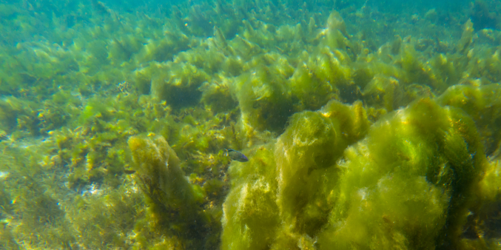 Ocean algal bloom. Image from Canva.com