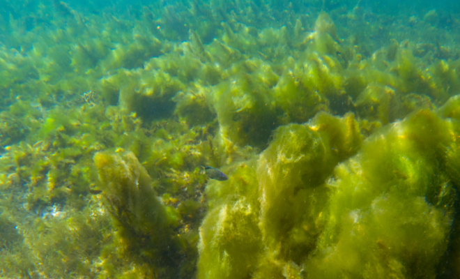 Ocean algal bloom. Image from Canva.com