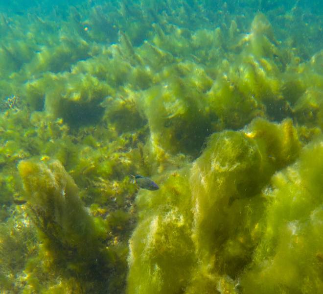 Ocean algal bloom. Image from Canva.com
