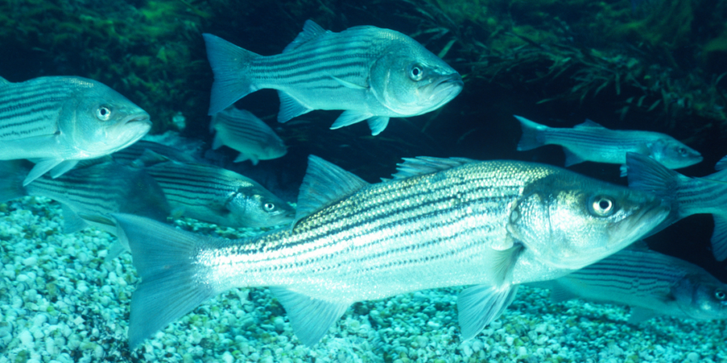 Striped Bass. Photo provided by Canva.com