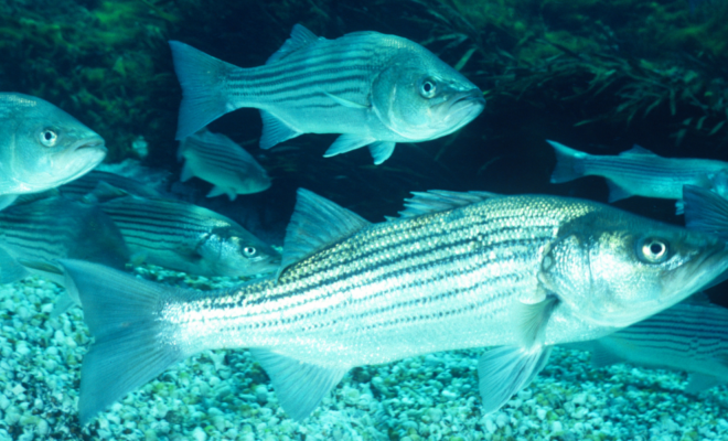 Striped Bass. Photo provided by Canva.com