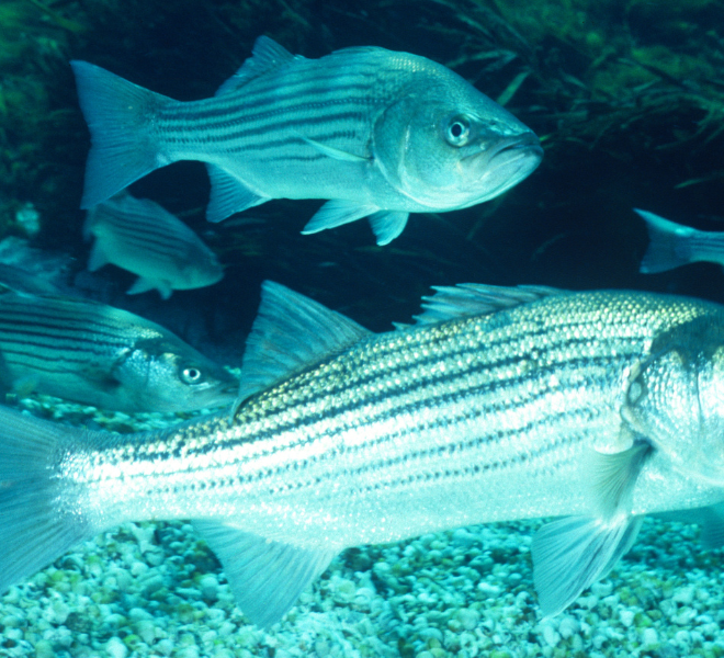 Striped Bass. Photo provided by Canva.com