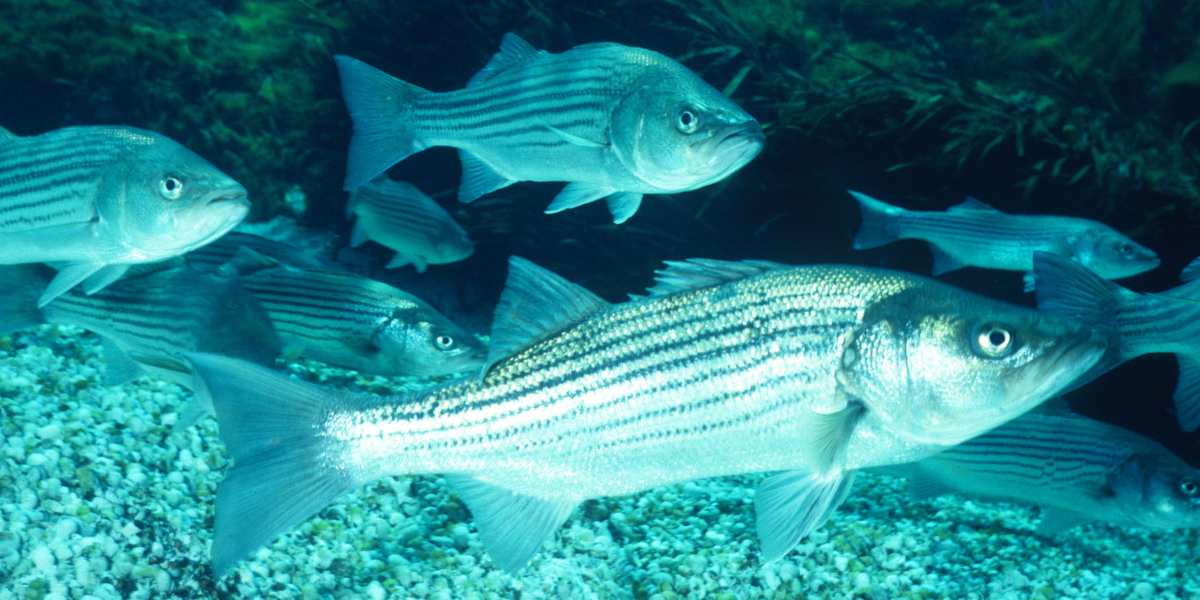 Fishing Report Fall Stripers in Long Island