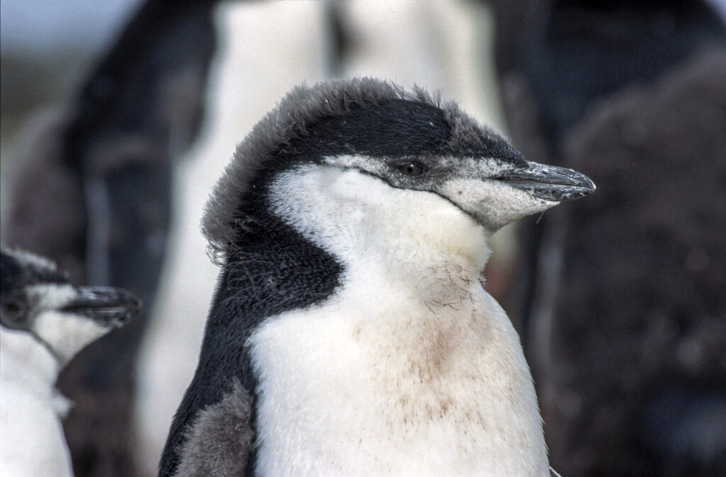 Antarctic penguin