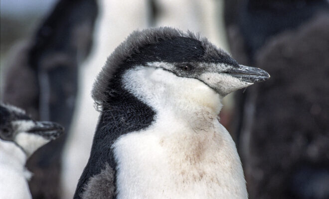 Antarctic penguin