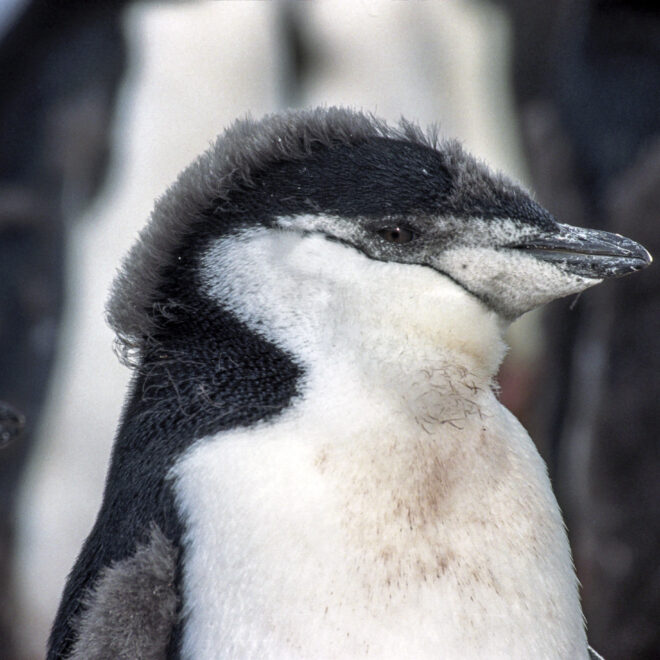 Antarctic penguin