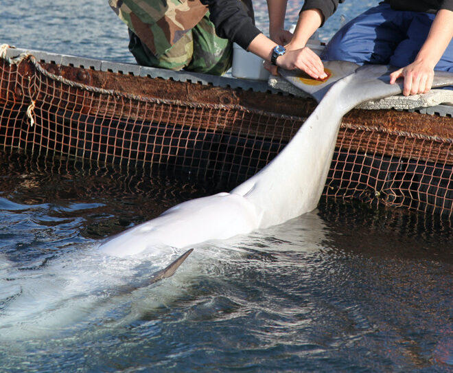 Persistent Pollutants from Mother’s Milk Turn Dolphin Calves More Toxic Than Mom