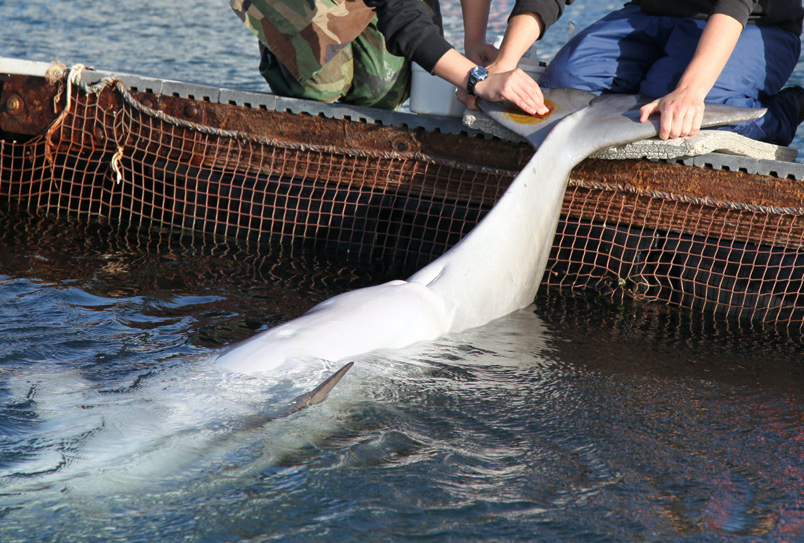 Persistent Pollutants from Mother’s Milk Turn Dolphin Calves More Toxic Than Mom