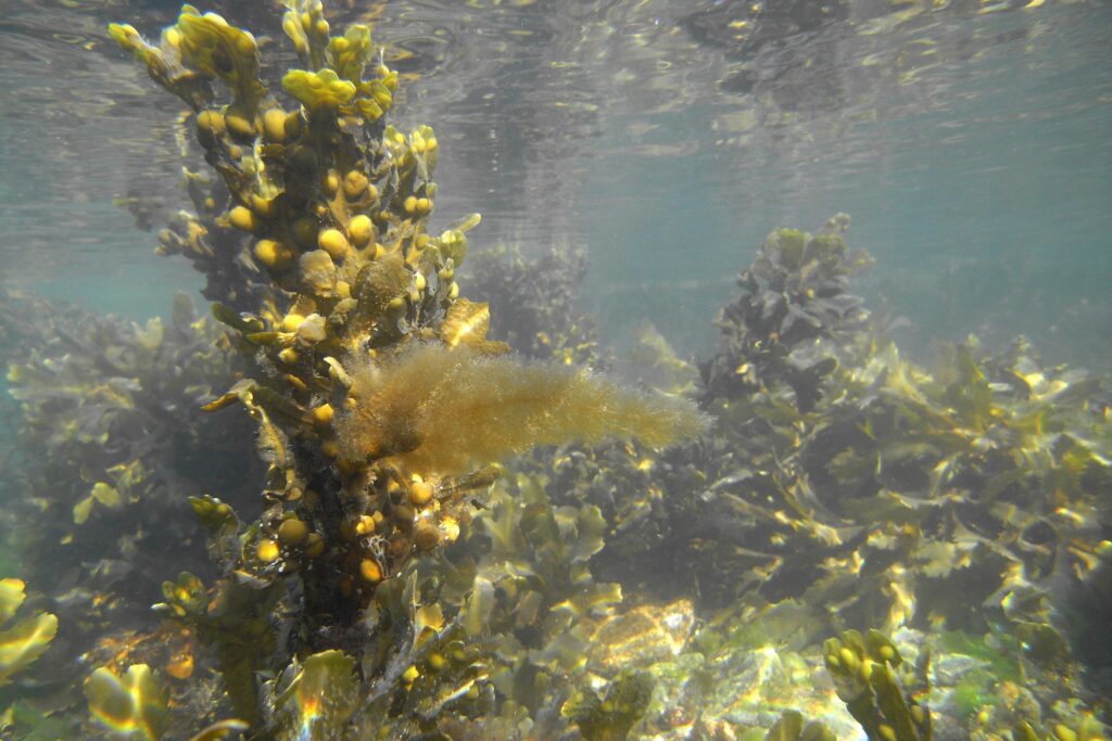 Filamentous brown alga growing on Fucus vesiculosus