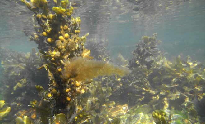 Filamentous brown alga growing on Fucus vesiculosus