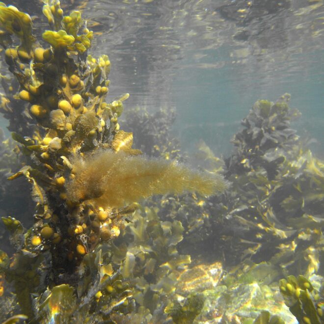 Filamentous brown alga growing on Fucus vesiculosus