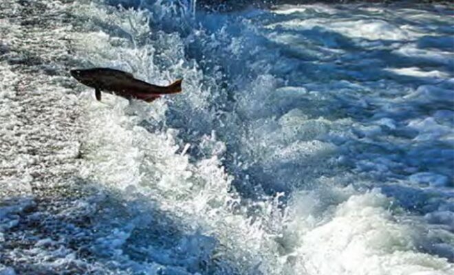 Pacific Coastal Salmon Recovery Fund | NOAA Fisheries