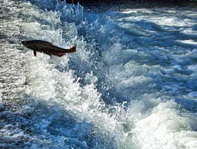 Pacific Coastal Salmon Recovery Fund | NOAA Fisheries