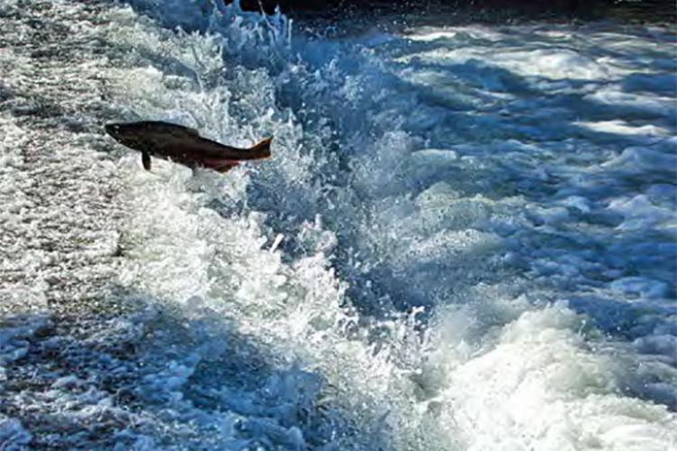 Pacific Coastal Salmon Recovery Fund | NOAA Fisheries