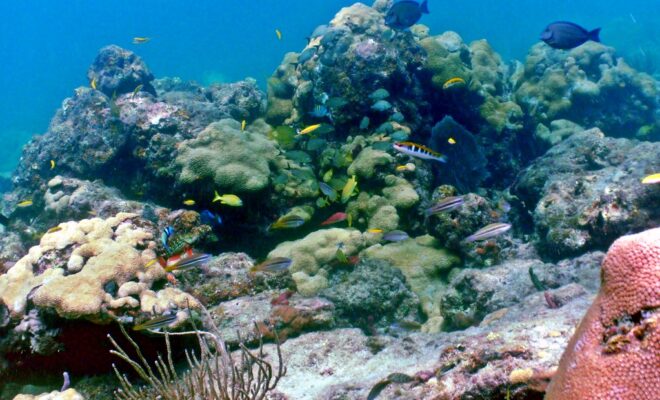 Coral Reef Scene: Lauderdale by the Sea, Florida | A decent … | Flickr