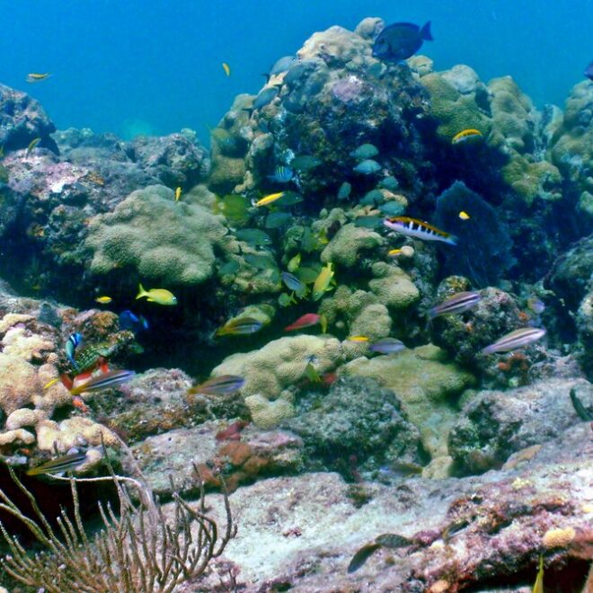 Coral Reef Scene: Lauderdale by the Sea, Florida | A decent … | Flickr
