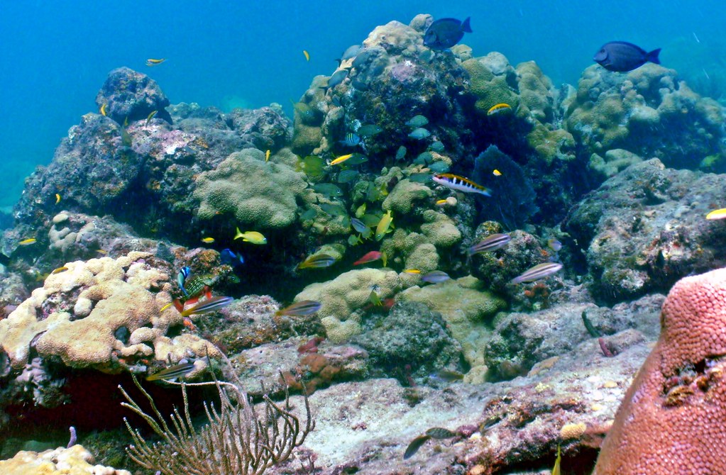 Coral Reef Scene: Lauderdale by the Sea, Florida | A decent … | Flickr