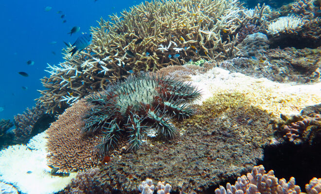Crown-of-thorns starfish | AIMS