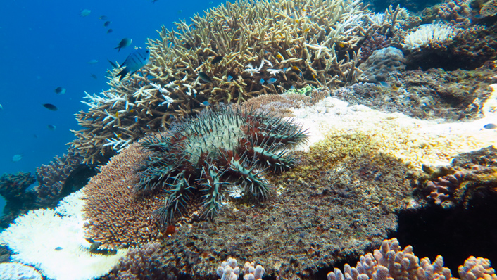 Crown-of-thorns starfish | AIMS