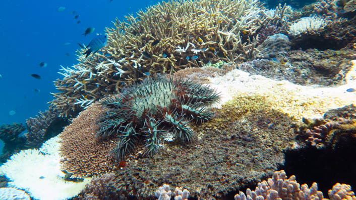 Crown-of-thorns starfish | AIMS