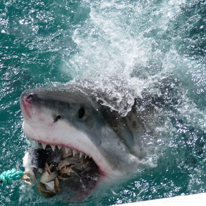 File:Great White Shark (Carcharodon carcharias) attacking a fish lure ... (30354497085).jpg - Wikimedia Commons