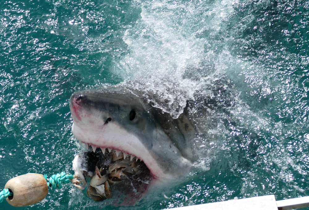 File:Great White Shark (Carcharodon carcharias) attacking a fish lure ... (30354497085).jpg - Wikimedia Commons