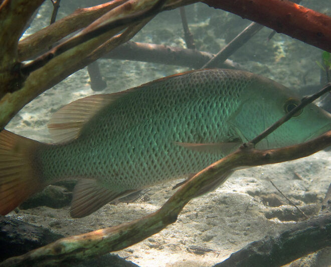 fishesofautralia.net.au
