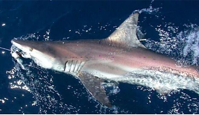 Blacktip shark with a dart tag at the base of its first dorsal fin. Credit: NOAA Fisheries