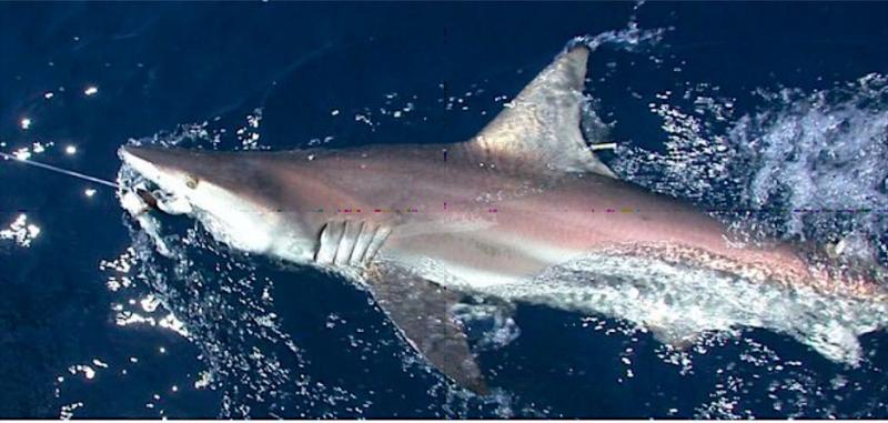Blacktip shark with a dart tag at the base of its first dorsal fin. Credit: NOAA Fisheries
