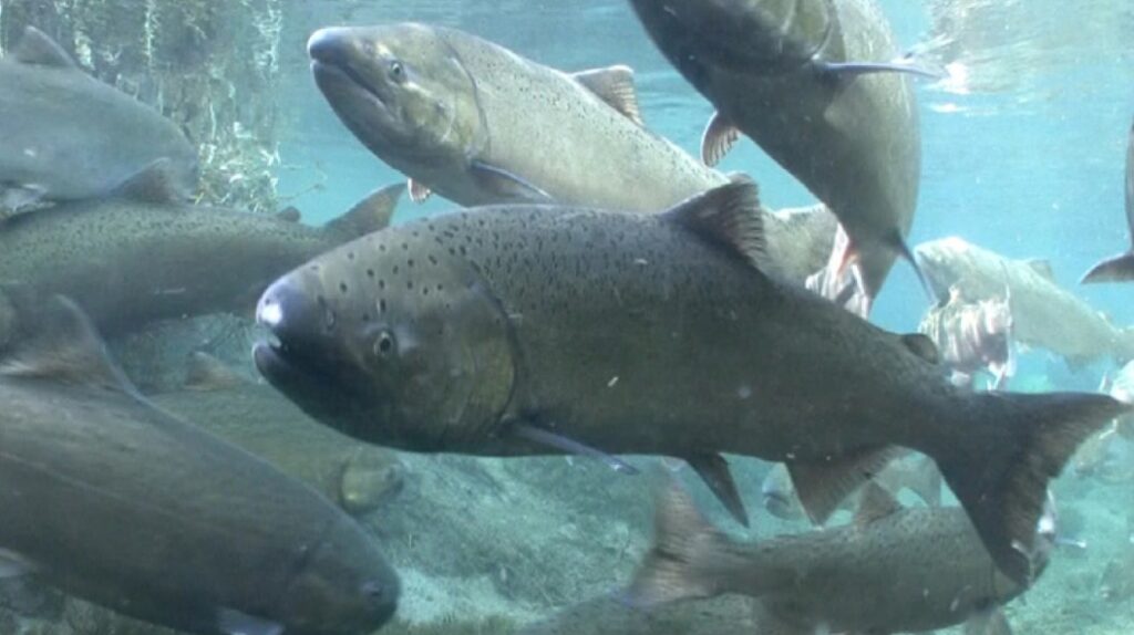 Spring Chinook salmon. (Image credit: Michael Humling, U.S. Fish & Wildlife Service)