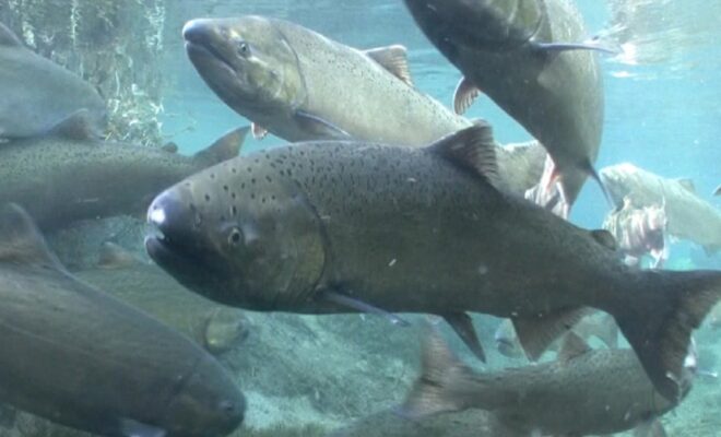 Spring Chinook salmon. (Image credit: Michael Humling, U.S. Fish & Wildlife Service)