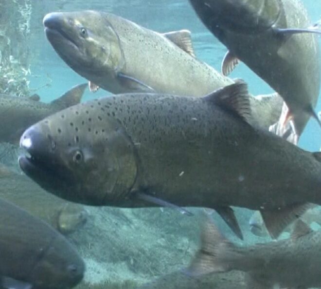 Spring Chinook salmon. (Image credit: Michael Humling, U.S. Fish & Wildlife Service)