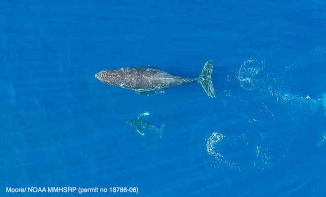 Mother and calf humpback whales near Maui, Hawaii. Humpback whales in the Pacific Ocean swim approximately 3,000 miles from Alaska to Hawaii to spend the winter in the warmer tropical waters. Credit: Jason Moore (NOAA permit #18786)
