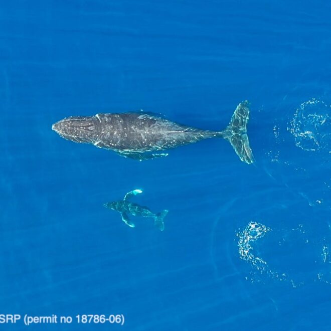 Mother and calf humpback whales near Maui, Hawaii. Humpback whales in the Pacific Ocean swim approximately 3,000 miles from Alaska to Hawaii to spend the winter in the warmer tropical waters. Credit: Jason Moore (NOAA permit #18786)