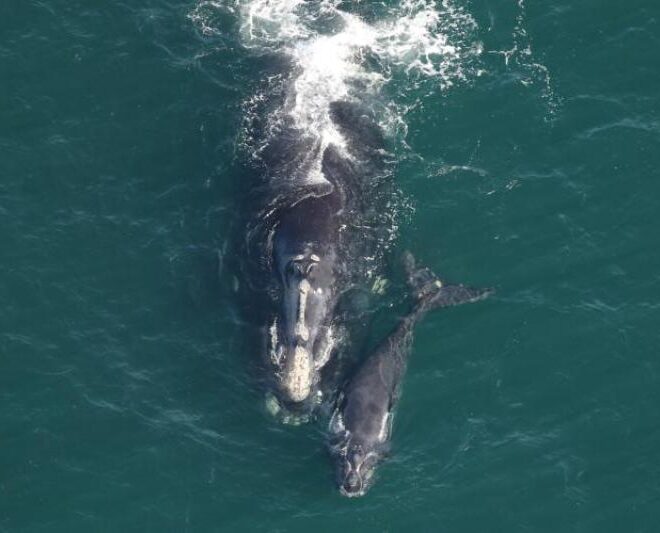 North Atlantic right whale Pediddle (#1012) and calf. This species was hunted nearly to extinction by commercial whalers in the 1800s, and continues to face threats from vessel strikes and entanglement in fishing gear. Credit: NOAA Fisheries